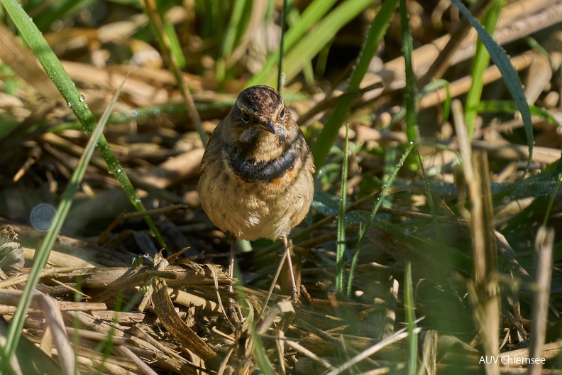 AktNatBeo-240427-ka-Blaukehlchen-Weibchen-1500pix.jpg