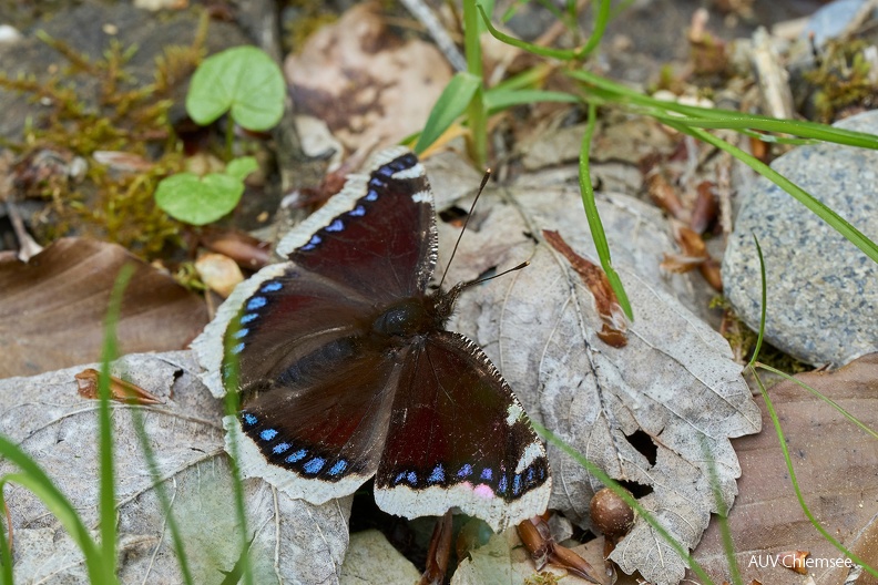 Blaukehlchen
Mit einem Klick! zur Fotogeschichte mit weiteren Bildern
am Grießenbach in Rottach / 27.04.2024 / Foto: Alexander Kraus
AktNatBeo-240427-ka-Trauermantel-1500pix.jpg