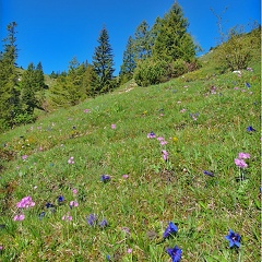 alpine Wiese