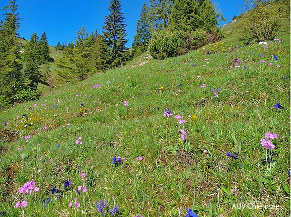 alpine Wiese