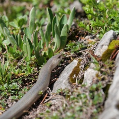 Blindschleiche