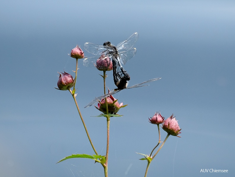 paarende Zierliche Moosjungfern auf Sumpf-Blutauge
Mit einem Klick! zur Fotogeschichte mit weiteren Bildern
Rimstinger Uferbereich / 8. Juni 2024 / Foto: Karen Wise
AktNatBeo-240608-kw-Zierliche Moosjungfern auf Sumpf-Blutauge-DSCF4895.jpg