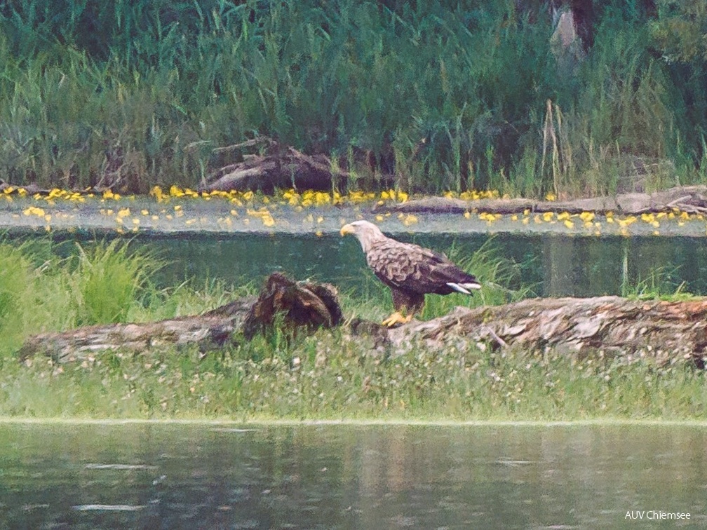 Seeadler
