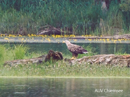 Seeadler