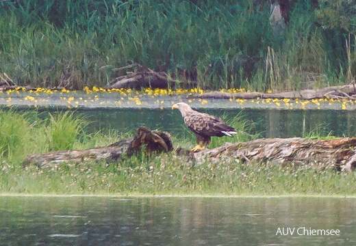 Seeadler