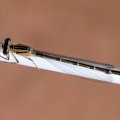 Gemeine Becherjungfer Libelle