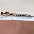 Gemeine Becherjungfer Libelle