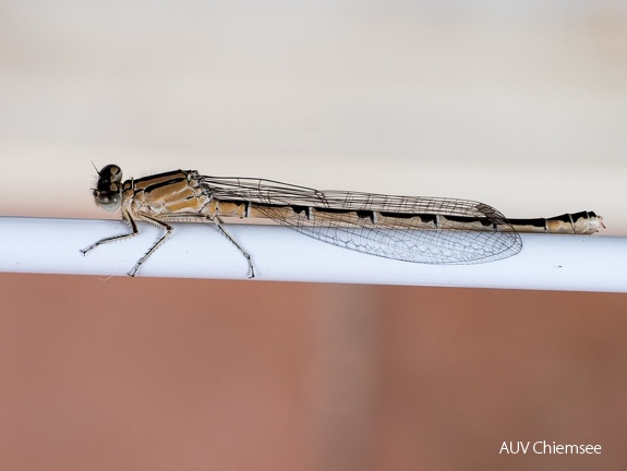 Gemeine Becherjungfer Libelle