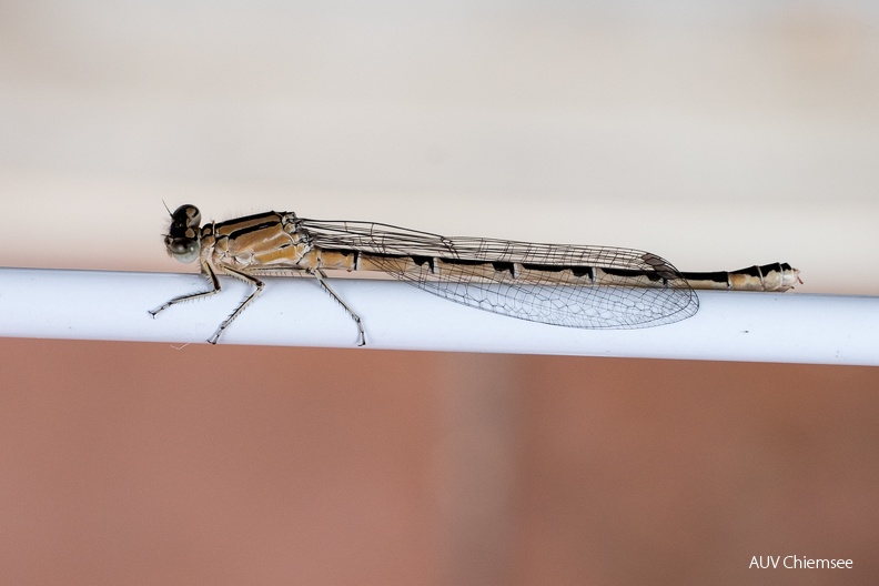 AktNatBeo-240702-kw-Gemeine Becherjungfer Libelle-DSCF5146.jpg