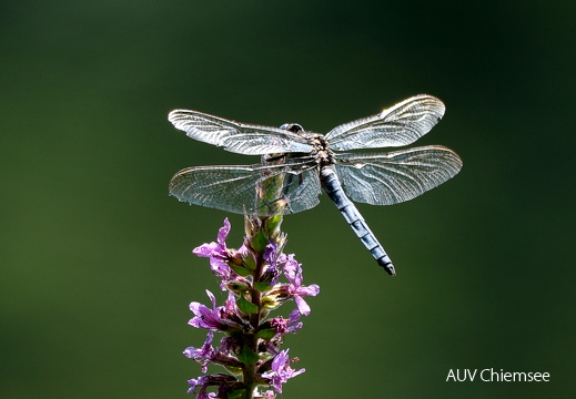 Großer Blaupfeil Libelle
