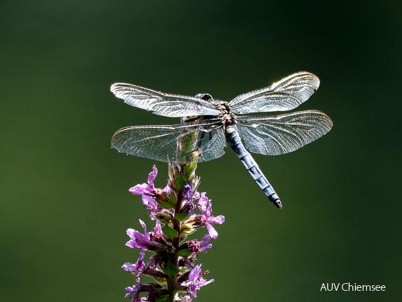 Großer Blaupfeil Libelle