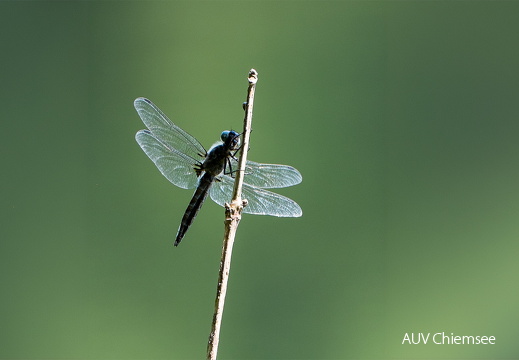 Spitzenfleck Libelle