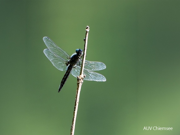 Spitzenfleck Libelle