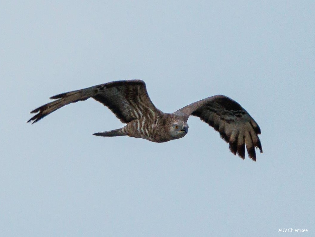 Wespenbussard