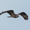 Wespenbussard
