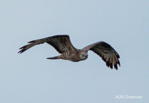 Wespenbussard