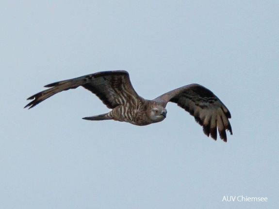 Wespenbussard