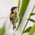 Kohlmeise erntet Blattläuse im Schilf 