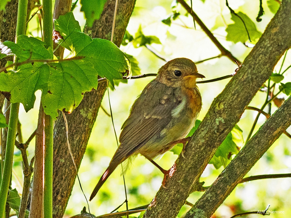Zwergfliegenschnäpper