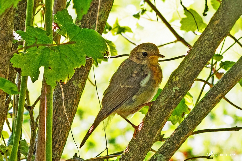 Zwergfliegenschnäpper
Mit einem Klick! zur Fotogeschichte mit weiteren Bildern
Naturbeobachtungsturm Seebruck / 21.07.2024 / Foto: Alwin Schneider
AktNatBeo-240721-sa-Zwergfliegenschnapper-DSC_1749-1500pix.jpg