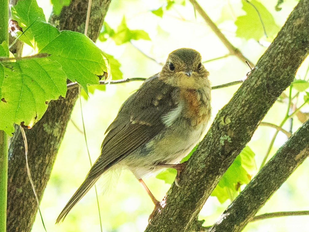 Zwergfliegenschnäpper