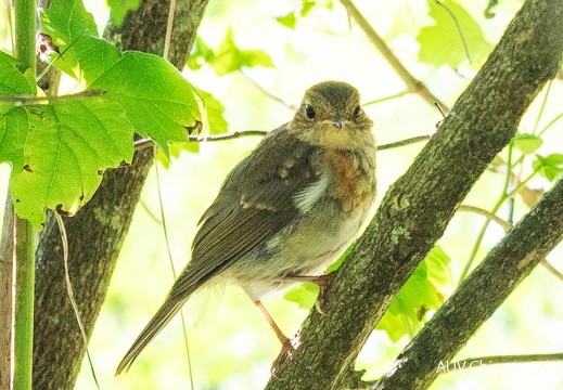 Zwergfliegenschnäpper