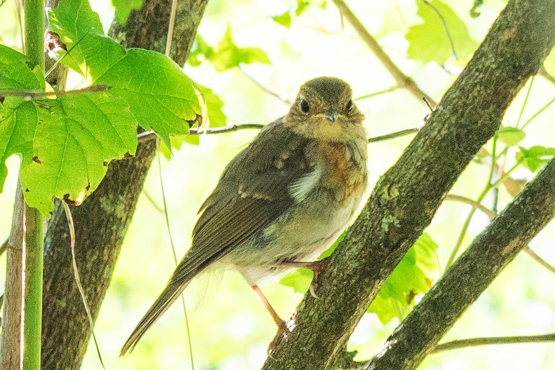Zwergfliegenschnäpper
Mit einem Klick! zur Fotogeschichte mit weiteren Bildern
Naturbeobachtungsturm Seebruck / 21.07.2024 / Foto: Alwin Schneider
AktNatBeo-240721-sa-Zwergfliegenschnapper-DSC_1750-1500pix.jpg