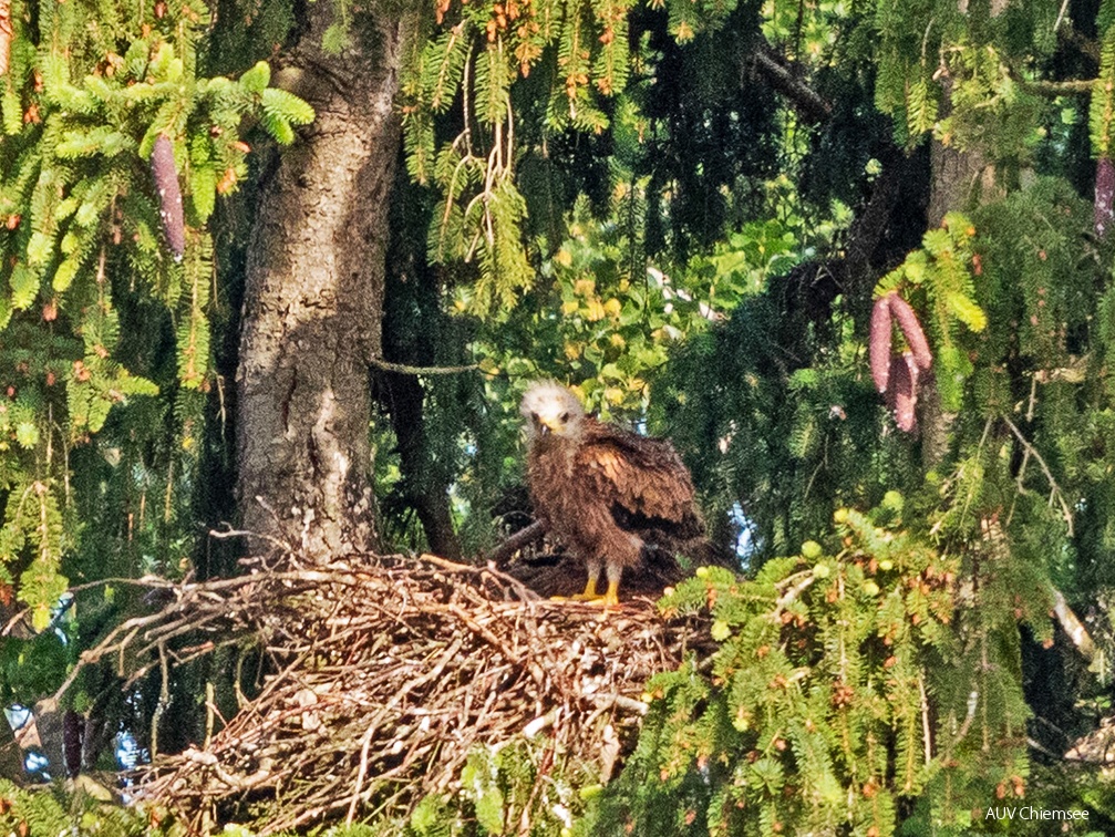 juveniler Rotmilan