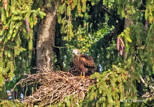 juveniler Rotmilan
