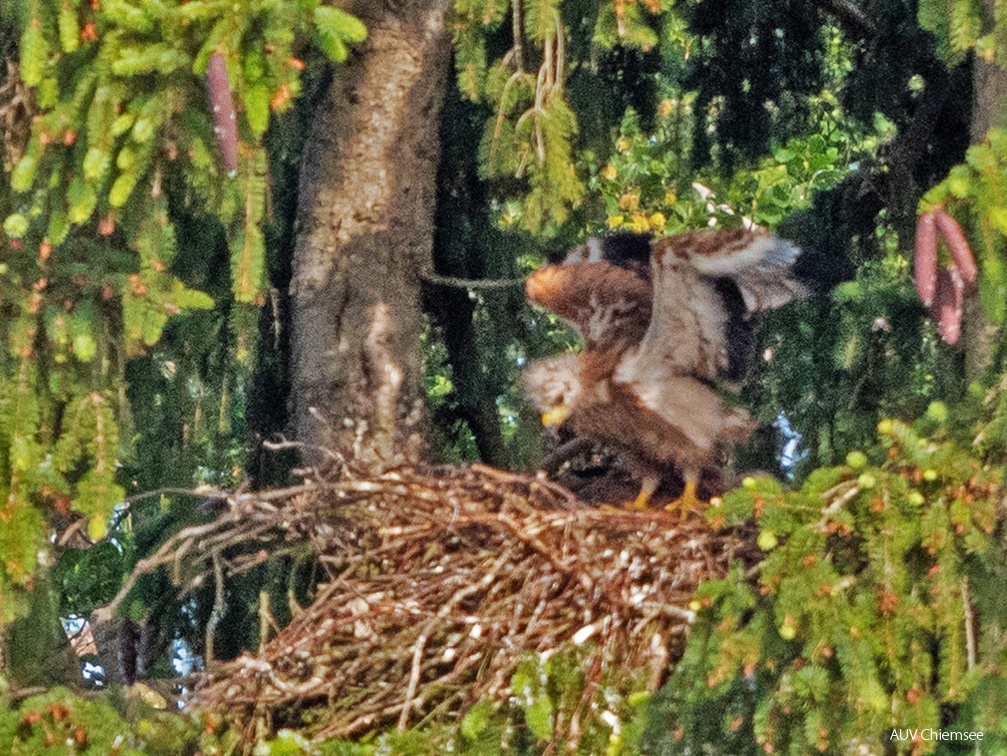 juveniler Rotmilan