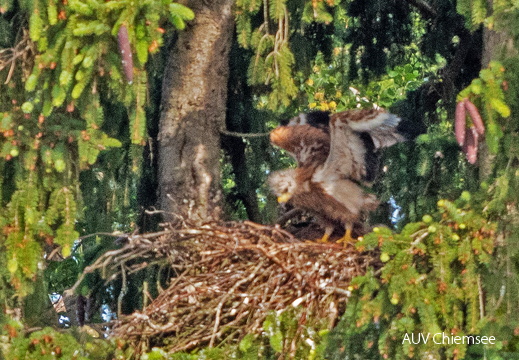 juveniler Rotmilan