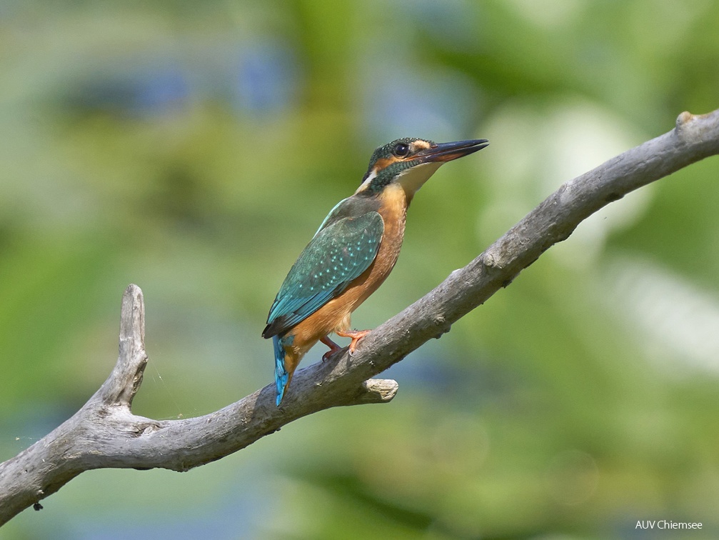 Eisvogel - Weibchen