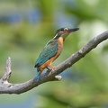 Eisvogel - Weibchen