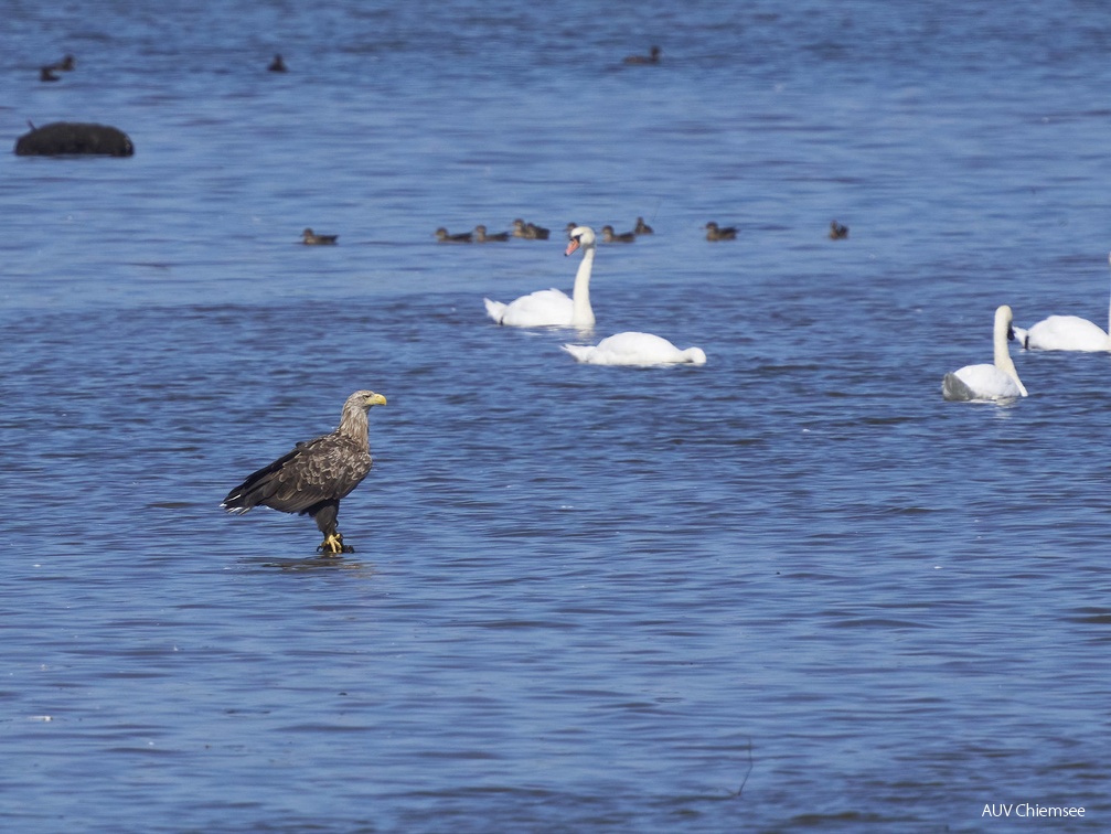 Seeadler in Beobachtungsstellung