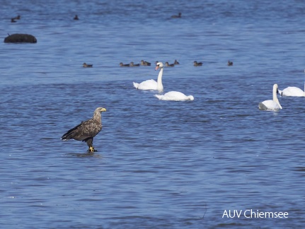 Seeadler in Beobachtungsstellung