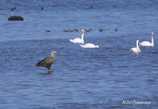 Seeadler in Beobachtungsstellung