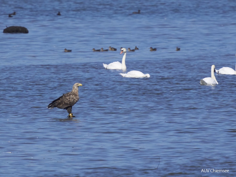 Seeadler in Beobachtungsstellung