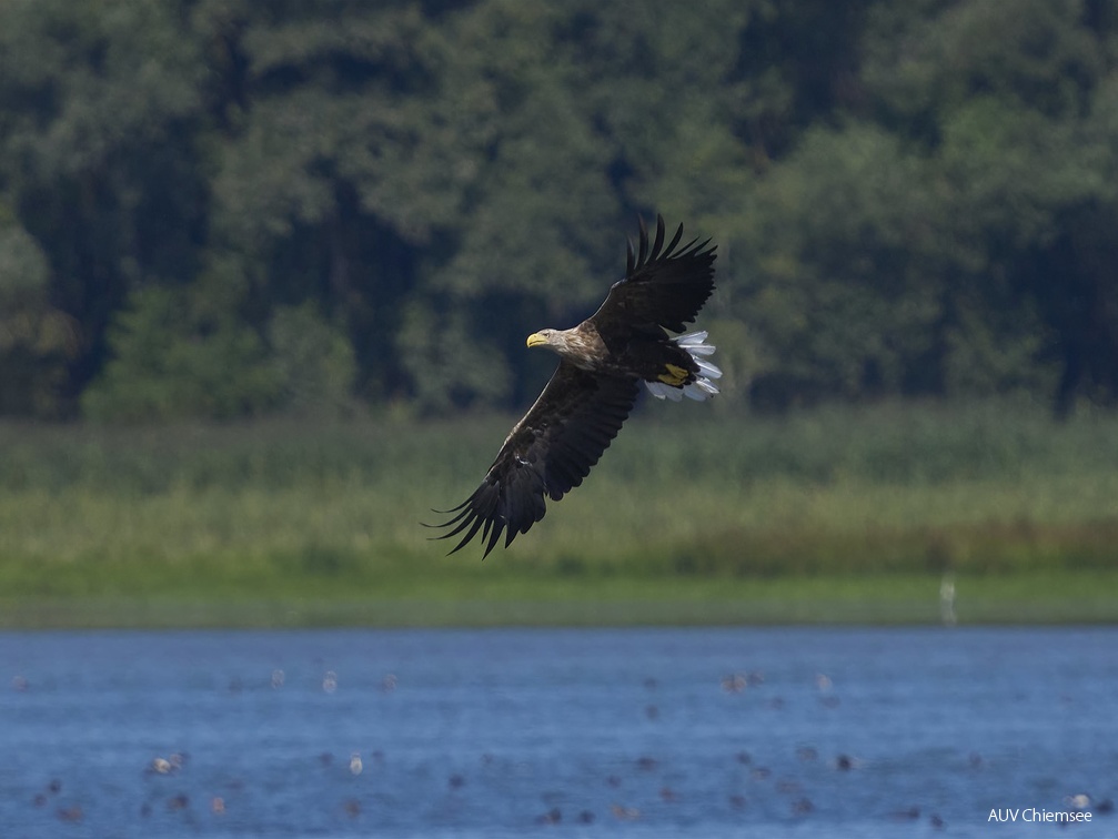 Seeadler im Anflug