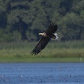 Seeadler im Anflug