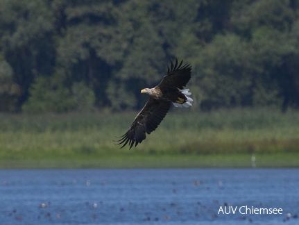 Seeadler im Anflug
