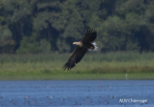 Seeadler im Anflug