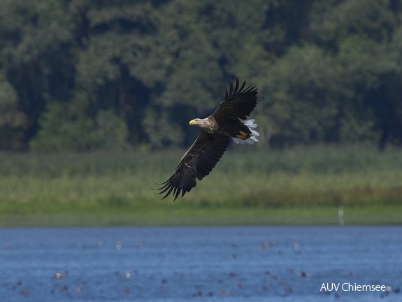 Seeadler im Anflug