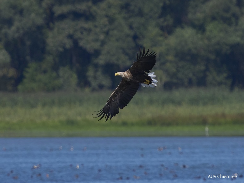 Seeadler im Anflug