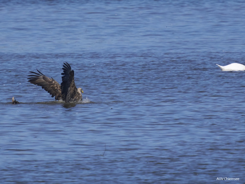 Seeadler auf Beutefang