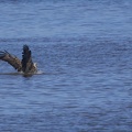 Seeadler auf Beutefang