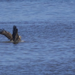 Seeadler auf Beutefang