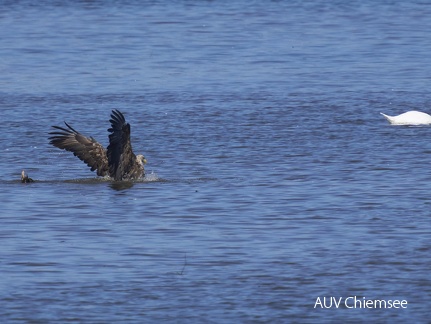 Seeadler auf Beutefang