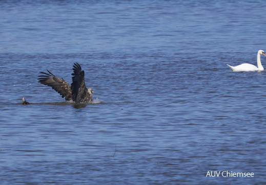 Seeadler auf Beutefang