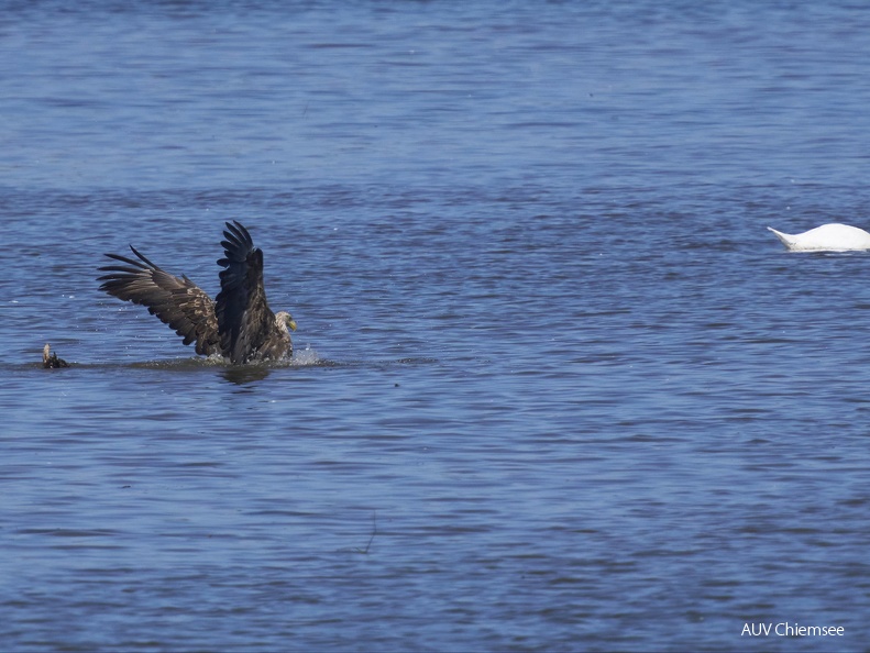 Seeadler auf Beutefang
