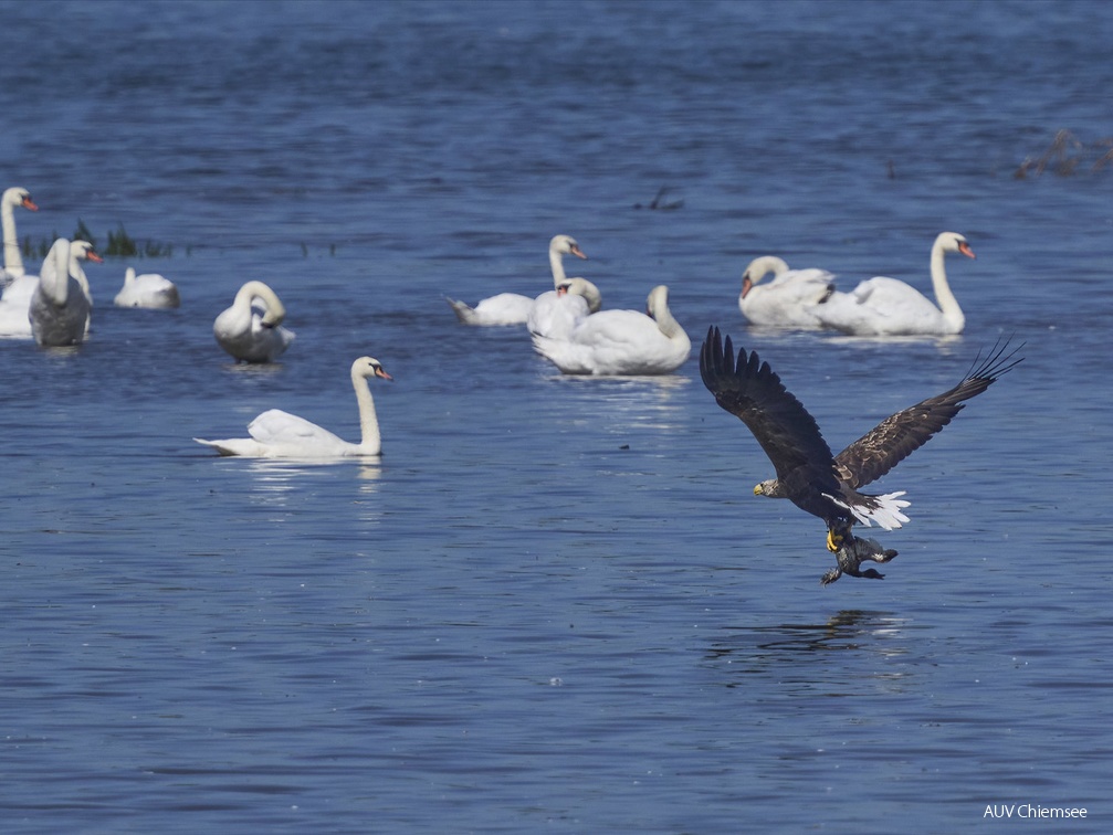 Seeadler mit Beute beim Abflug